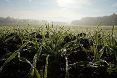 Ход посевных и уборочных работ в Луганской Народной Республике по состоянию на 17.10.2022