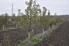 В ЛНР начался очередной этап закладки крупнейшего фруктового сада