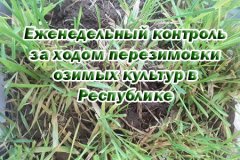 Контроль за ходом перезимовки озимых культур в  Республике