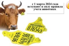 Внимание! С 1 марта 2024 года вступают в силу правила учета животных