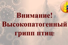 Внимание! Высокопатогенный грипп птиц!