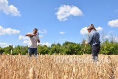 Лутугинские поля проходят проверку на качество: апробация посевов по новым стандартам.